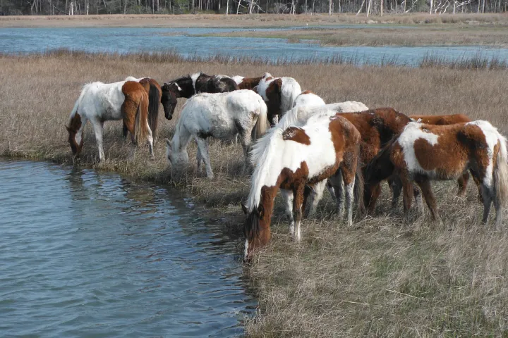 Chincoteague-Ponies