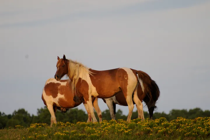 Horses