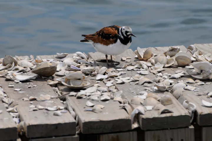 bird
