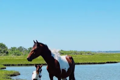 a person riding a horse in a body of water