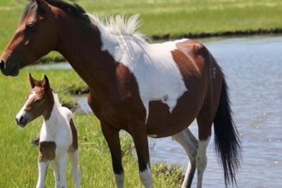 a brown horse standing on top of a grass covered field