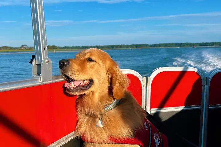 a large brown dog sitting next to a body of water