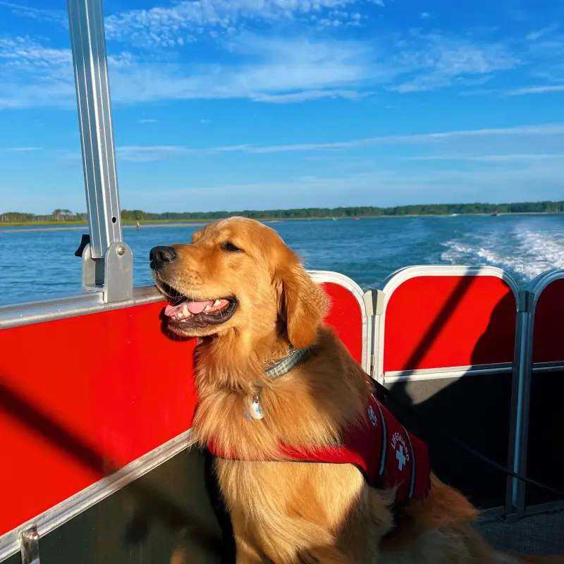a large brown dog sitting next to a body of water