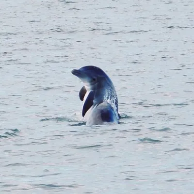 a dog swimming in a body of water