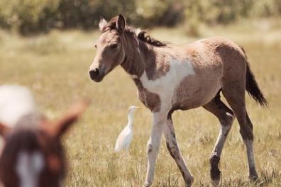 a brown horse standing on top of a dry grass field