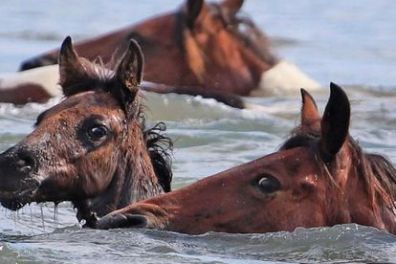 a brown horse standing next to a body of water