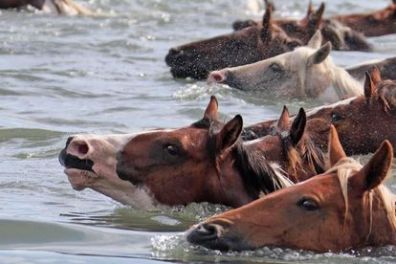 a herd of cattle standing on top of a body of water
