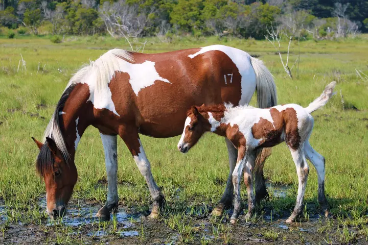 a brown horse standing on top of a lush green field