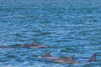 a dolphin swimming in a body of water