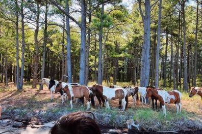 a herd of cattle standing on top of a river