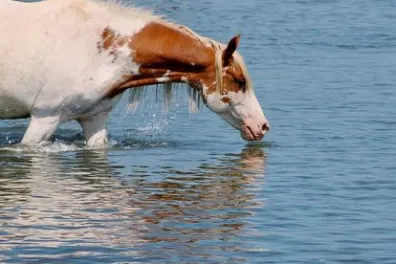 a brown horse standing next to a body of water