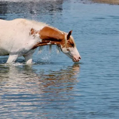 a brown horse standing next to a body of water